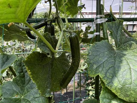 Cucumber, JPG