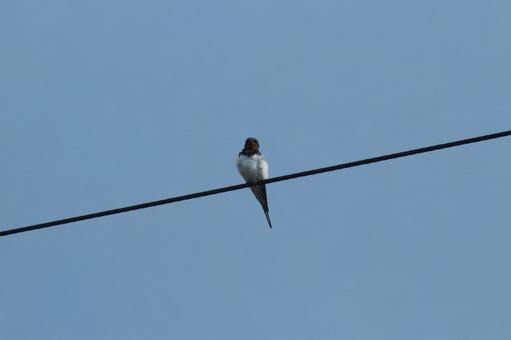 電線で休んでいるツバメ 電線で休んでいるツバメ ツバメ,鳥,野鳥の写真素材