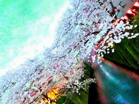 Photo, meguro river, cherry-blossom viewing, cherry blossoms, 