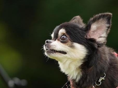 犬のポートレート 犬,チワワ,ちわわの写真素材