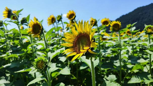 夏を抱きしめる花畑 夏を抱きしめる花畑の写真
