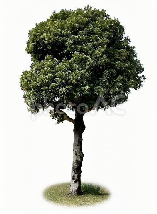 木の切り抜き（psd背景透過可） 木,切り抜き素材,web素材の写真素材