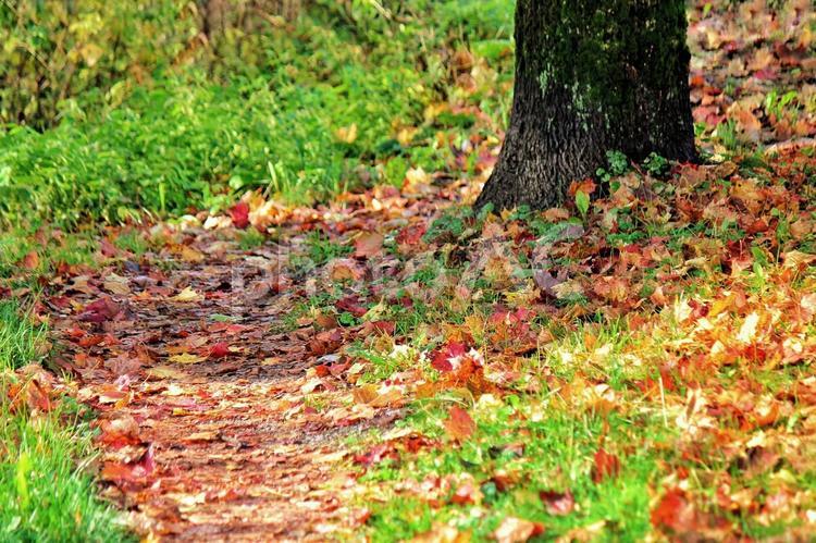 北欧の森 落ち葉の絨毯 落ち葉,枯れ葉,紅葉の写真素材