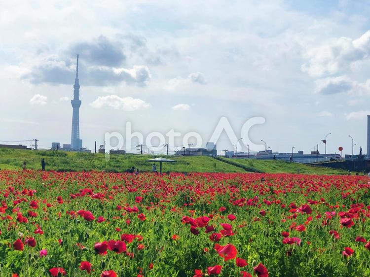 平井運動公園のポピーとスカイツリー 景色,土手,屋外での写真素材