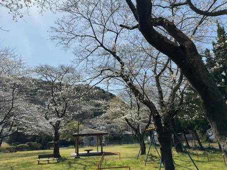 桜 桜の写真