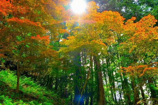 紅葉(逆光)-1 紅葉(逆光)-1の写真
