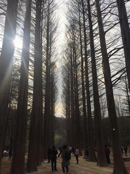 南怡島(ナミソム) 南怡島(ナミソム)の写真