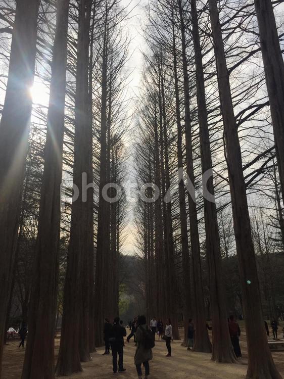 南怡島（ナミソム） 木漏れ日,木,日差しの写真素材