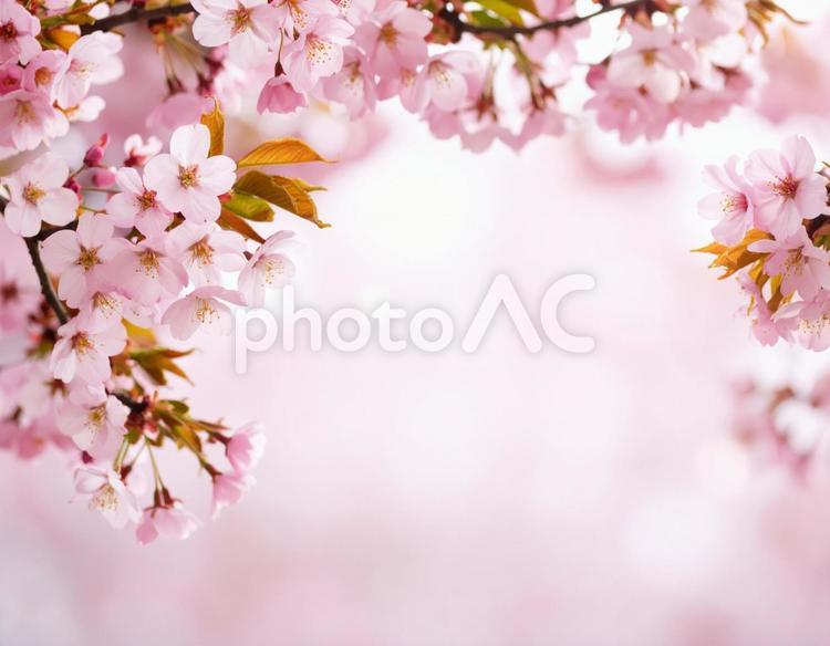 桜のフレーム 桜,テキストスペース,ピンクの写真素材