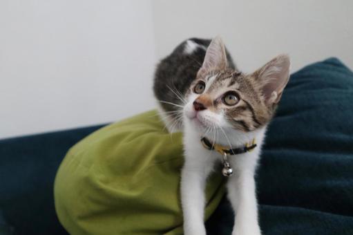 子猫O 子猫,ネコ,ねこの写真素材