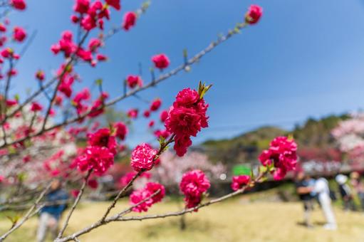 250421昼神温泉郷花桃の里 250421昼神温泉郷花桃の里 長野県,阿智村,昼神温泉の写真素材