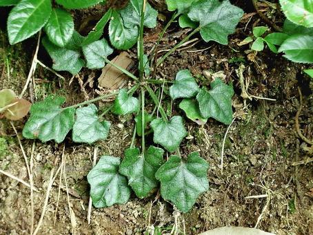 葉が亀の甲羅の形に似るキッコウハグマ キッコウハグマ,葉,キク科の写真素材