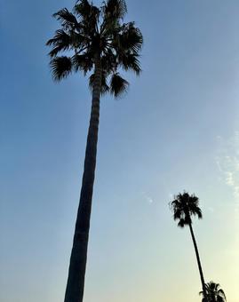 ヤシの木と青い空 ヤシの木と青い空の写真