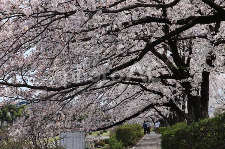桜並木 桜,桜の下,満開の写真素材