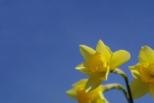 スイセンの写真