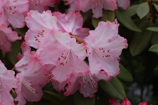 Photo, rhododendron, kisakusa, flower, 