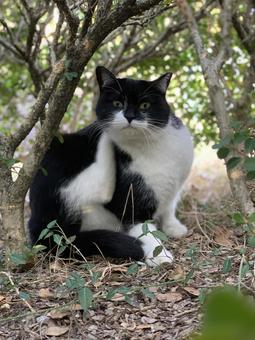 野良猫 痒い痒い 野良猫 痒い痒いの写真
