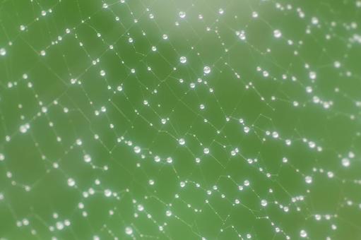 Raindrops and spider webs that match the background, JPG Raindrops and spider webs that match the background, JPG