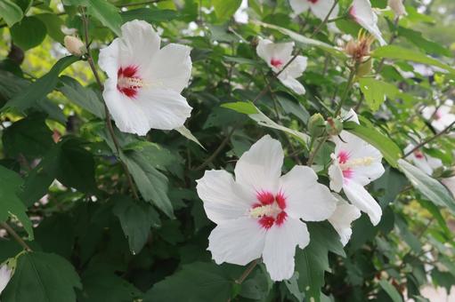 ムクゲ ムクゲ,別府,はなの写真素材