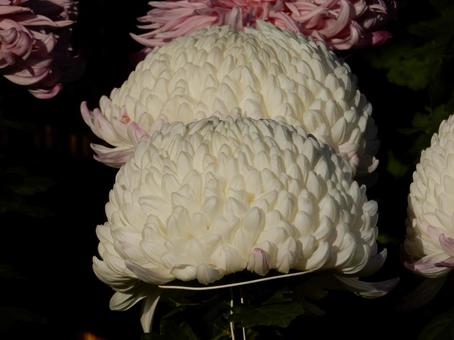 【風景写真】福山菊花展覧会の風景 キク,菊,菊花展の写真素材