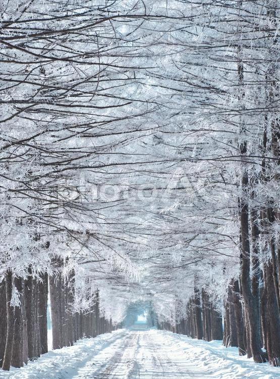 霧氷の並木道 霧氷,並木道,白樺の写真素材