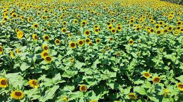 夏を抱きしめる花畑 夏を抱きしめる花畑の写真