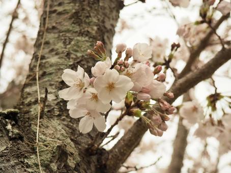 桜 桜の写真