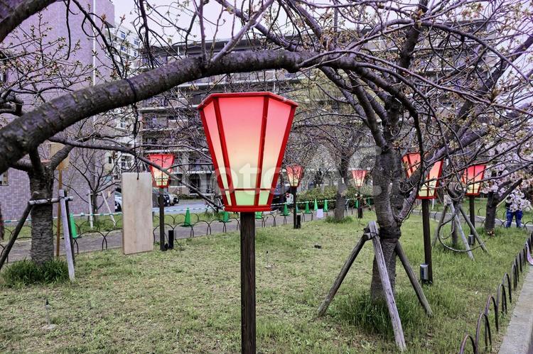 ぼんぼりイメージ素材 ぼんぼり,桜,花の写真素材