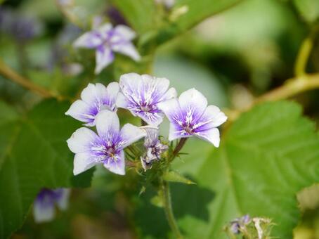 洗練された紫色のフロックス・ドラモンディ フロックス,花,ガーデニングの写真素材