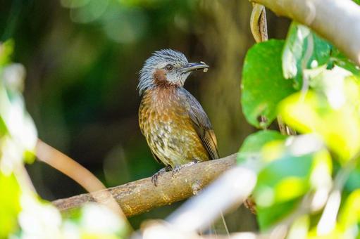 イシガキヒヨドリ イシガキヒヨドリ ヒヨドリ,八重山諸島,留鳥の写真素材