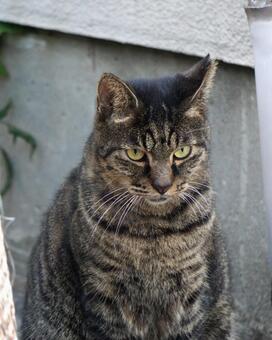 街中で見かけた野良ねこ17　猫素材　背景 ネコ,野良猫,可愛いの写真素材