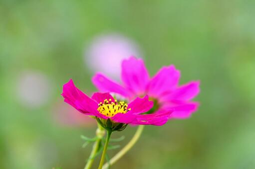 ボケ味を生かしたピンクの秋桜のマクロ撮影 秋桜,花,マクロの写真素材