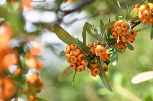 ピラカンサ ピラカンサ,タチバナモドキ,低木の写真素材
