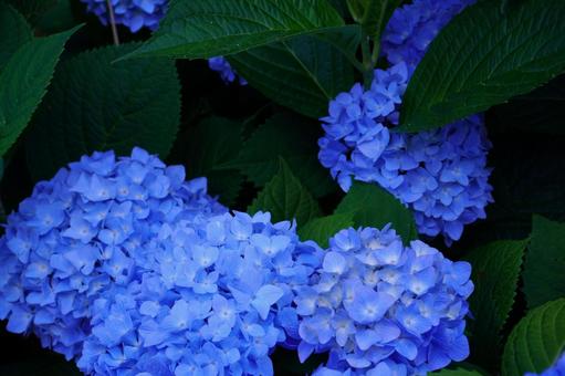 アジサイの花の写真