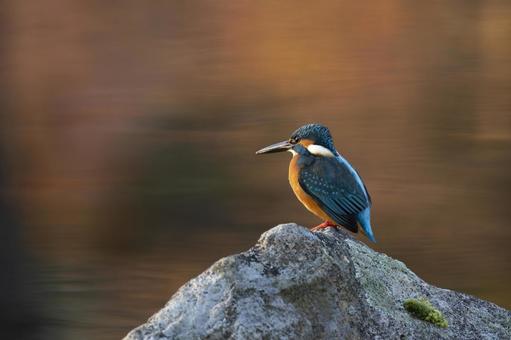 カワセミ カワセミ,翡翠,かわせみの写真素材