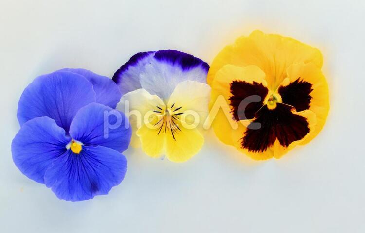 パンジーの花びら、切り抜き素材、３輪 ビオラ,スミレ,パンジーの写真素材