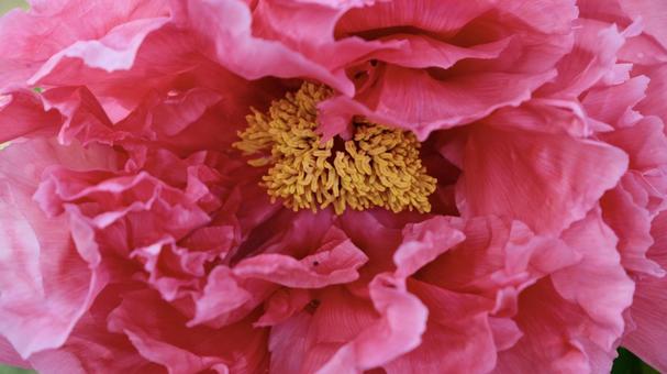 鮮やかなピンクの牡丹のアップ 鮮やかなピンクの牡丹のアップ 牡丹,ぼたん,花の写真素材