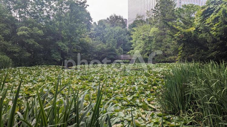 北海道庁の前庭の池 池,散歩,水草の写真素材