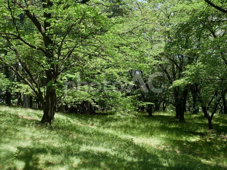 鮮やかな葉桜と桜の木々 葉桜,桜,鮮やかの写真素材
