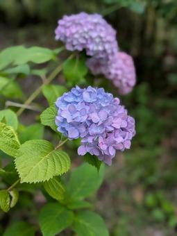 Hydrangea, JPG Hydrangea, JPG
