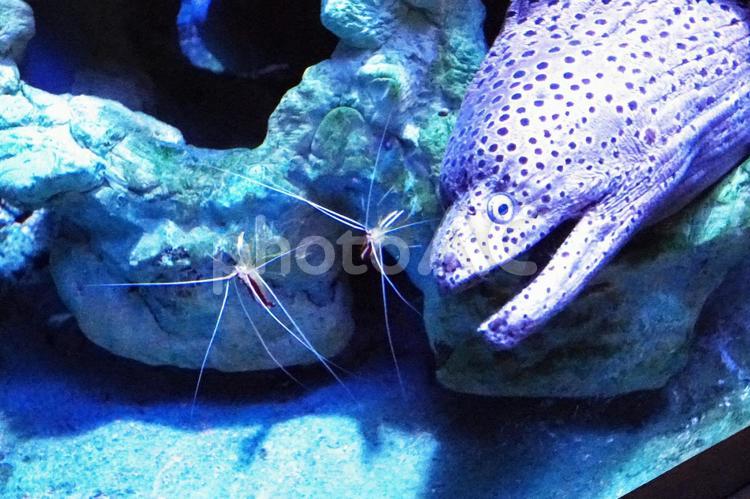 人気沸騰の水族館 さかな,水族館,屋内の写真素材