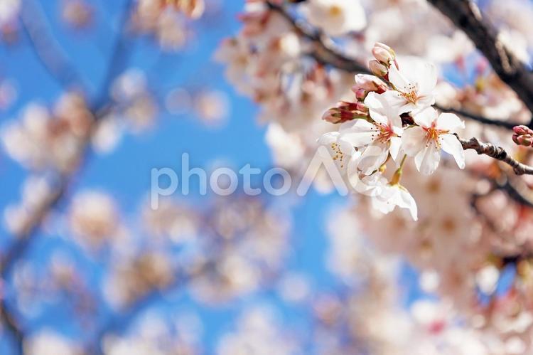 満開の桜の花のクローズアップ 桜,桜の花,満開の写真素材