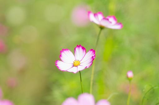 緑背景のコスモス 緑背景のコスモス コスモス,謙虚,乙女の真心の写真素材