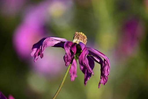 枯れコスモス 鬼怒グリーンパーク,コスモス,午後の写真素材