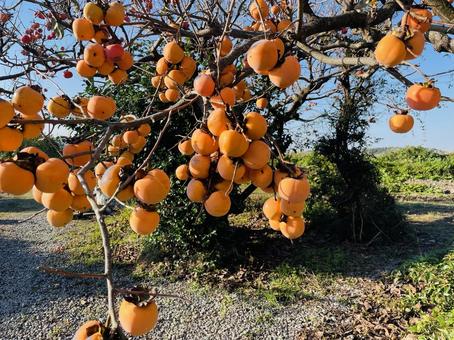 秋空に映える鈴なりの柿の実 柿,果物,フルーツの写真素材