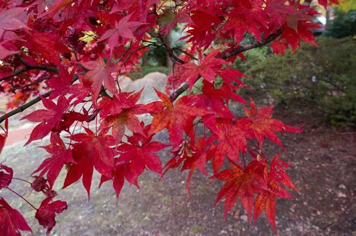 深紅に色づく紅葉のクローズアップ 紅葉,もみじ,秋の写真素材