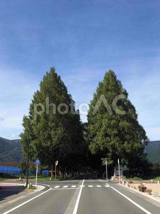 メタセコイア メタセコイア並木,木,道路の写真素材