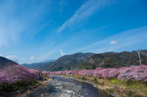 伊豆、早咲きの河津桜並木、早春の風景 伊豆、早咲きの河津桜並木、早春の風景 河津桜,桜,春の写真素材