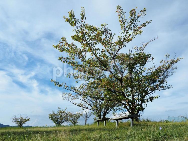 初秋の桜の木 空,桜の木,秋の写真素材