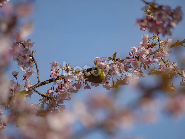 春の青空と桜とメジロ 春爛漫,メジロ,桜の写真素材